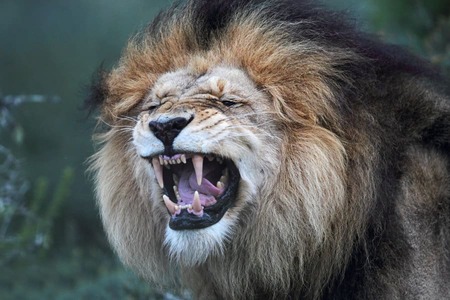 Lion exhibiting Flehmen Response - Credit: Africafreak